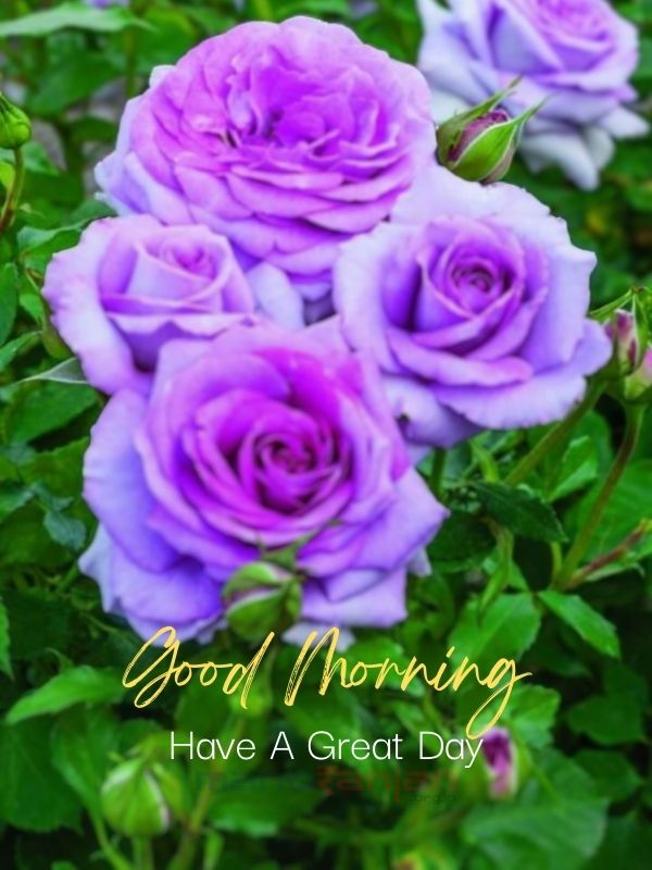 New Good morning message, Good Morning Images