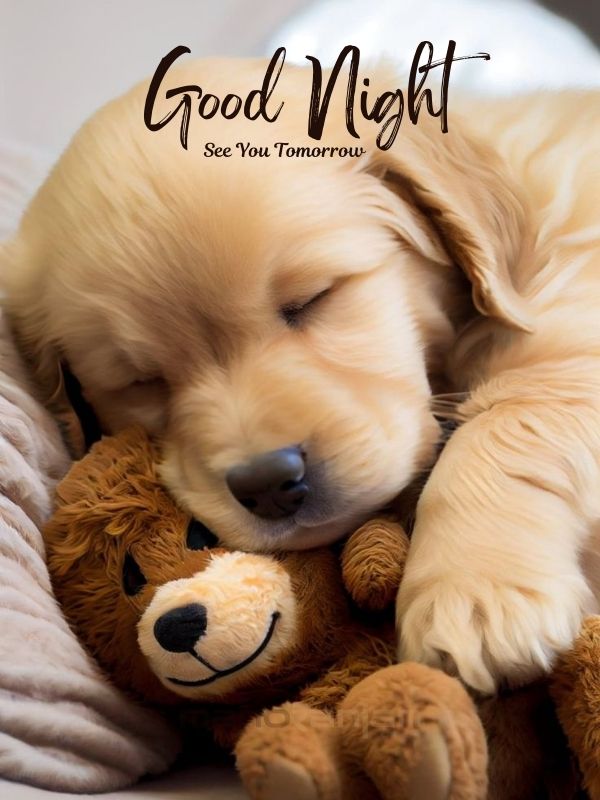 Best good night message and Images